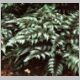 Japanese Painted Fern